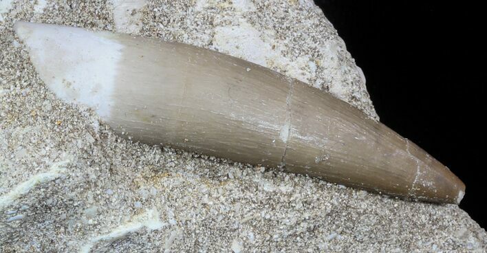 Fossil Plesiosaur (Zarafasaura) Tooth In Rock #58953